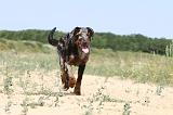 BEAUCERON - PUPPIES 063